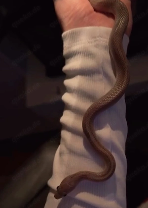 Kornnatter Hypo Pewter Motley