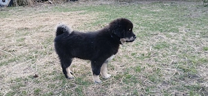 Do khyi Welpen aus VDH-Zucht  Bild 2