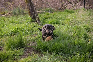 Welpe *STUPPS* - Der kleine Hundemann ist auf der Suche nach einem lieben Zuhause Bild 5