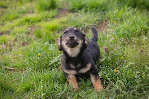 Welpe *STUPPS* - Der kleine Hundemann ist auf der Suche nach einem lieben Zuhause Bild 8
