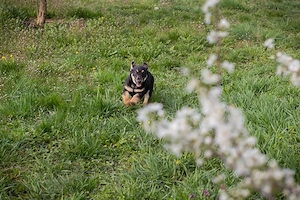 Welpe *STUPPS* - Der kleine Hundemann ist auf der Suche nach einem lieben Zuhause Bild 3