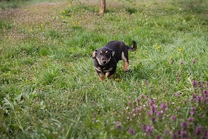 Welpe *STUPPS* - Der kleine Hundemann ist auf der Suche nach einem lieben Zuhause Bild 7