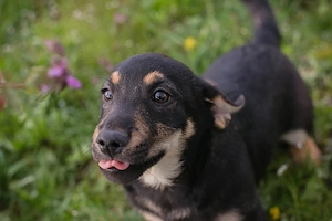 Welpe *STUPPS* - Der kleine Hundemann ist auf der Suche nach einem lieben Zuhause