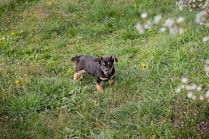 Welpe *STUPPS* - Der kleine Hundemann ist auf der Suche nach einem lieben Zuhause Bild 4