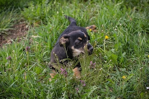 Welpe *STUPPS* - Der kleine Hundemann ist auf der Suche nach einem lieben Zuhause Bild 6