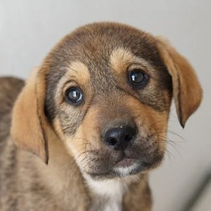 Kuba, geb. ca. 12 2025, lebt in GRIECHENLAND, auf einer privaten Pflegestelle