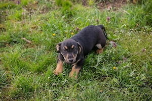 Welpe *STUPPS* - Der kleine Hundemann ist auf der Suche nach einem lieben Zuhause Bild 9