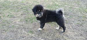 Do khyi Welpen aus VDH-Zucht  Bild 3