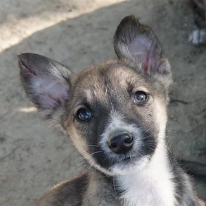  Arial, geb. ca. 12 25, lebt in GRIECHENLAND, auf einer privaten Pflegestelle