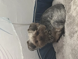 Yorkshire Terrier reinrassig 