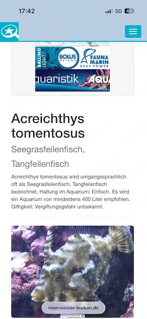 Acreichthys tomentosus Seegrasfeilenfisch, Tangfeilenfisch zu Verschenken