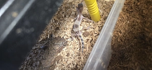 Leopardengecko Nachzucht Juni.2025