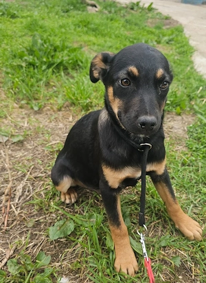 Welpe Zorbam, lieb, 4 Monate, wird ca.50 cm