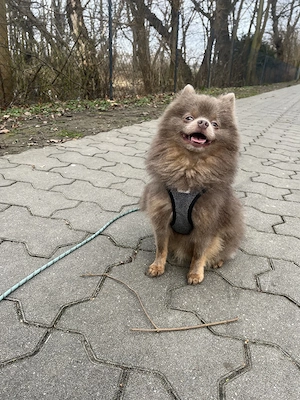 Maxi sucht ein liebevolles Zuhause. Bild 2