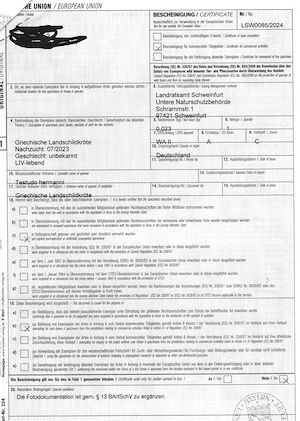 Griechische Landschildkröten (THB) NZ 2023