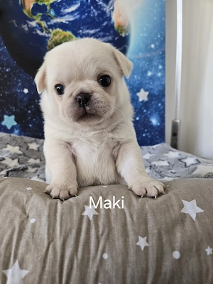 Mops Welpen (Altdeutsch) 