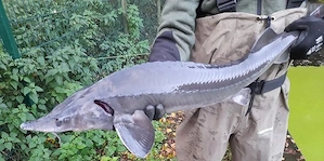 SIBIRISCHER STÖR 35-40 cm 5 Stück nur 90,- euro