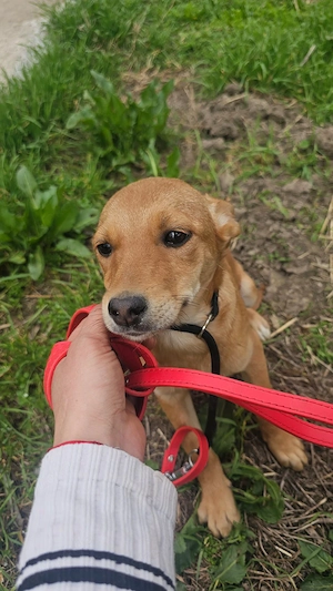 Welpe Jane, 4 Monate, wird ca. 45 cm