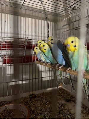 Wellensittiche aus Hobbyzucht abzugeben