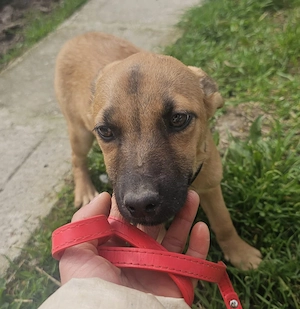 Welpe Nemo, wird ca. 50 cm, lieb