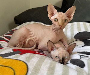 Sphynx Kitten