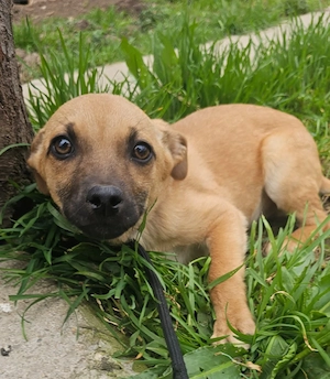 Venga, 4 Monate, lieb, verspielt, wird ca. 40 cm