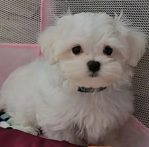 Wunderschöner kleinbleibender reinrassiger Malteser Bübchen 