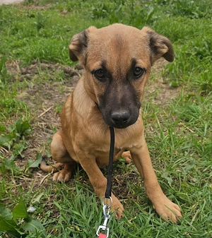 Vlady, 4 Monate, lieb, wird ca. 50 cm