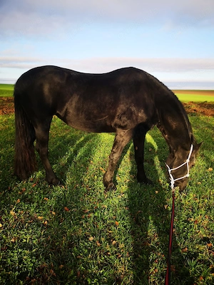 verschmuste Western Friesenstute zu verkaufen