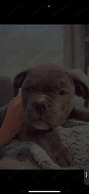 American bully mädchen