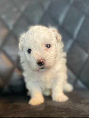 Maltipoo welpen 4 rüden (Weiß) 