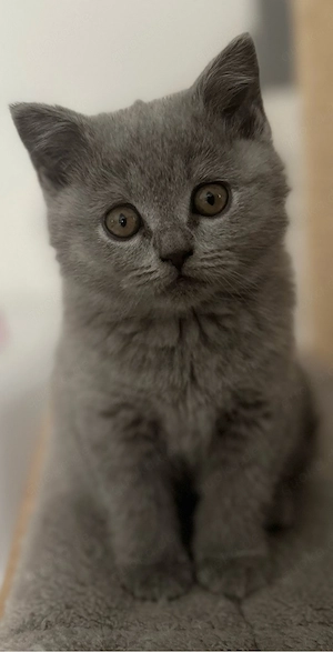 Brittisch Kurzhaar kitten Bkh 