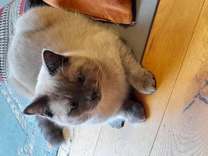 Liebes Britisch Kurzhaar Katerchen 8 Monate