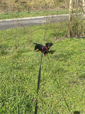 Zwergdackel Hündin Bild 3