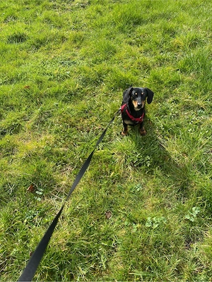 Zwergdackel Hündin Bild 2