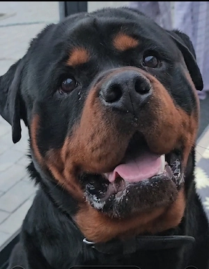 Deckrüde kein Verkauf 