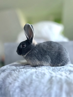 Junge Mix Rammler | Kaninchen | Loh | blau