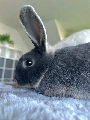 Junge Rammler | Kaninchen | blau Loh-Mix