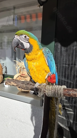 Papagei Gelbbrustara 