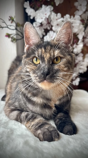 Kurilian Bobtail kurzhaar KBS Kitten   Katze   Katzendame   Kater   Katzen