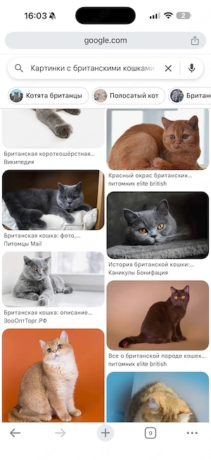 ich suche britisch katze(weiblich)