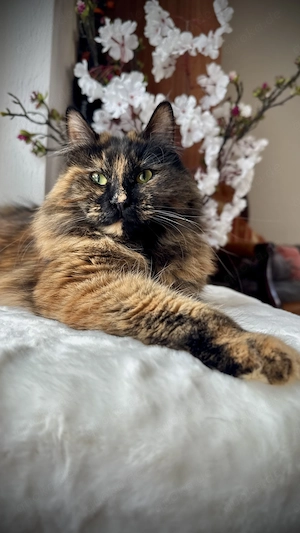 Kurilian Bobtail langhaar KBL Katze   Katzen   Kater   Katzendame   Kitten 