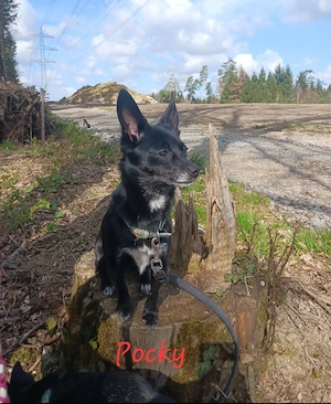 Familienfreundliche Hunde suchen ein Zuhause mit Herz    