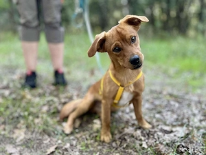     Nugget sucht sein Körbchen    