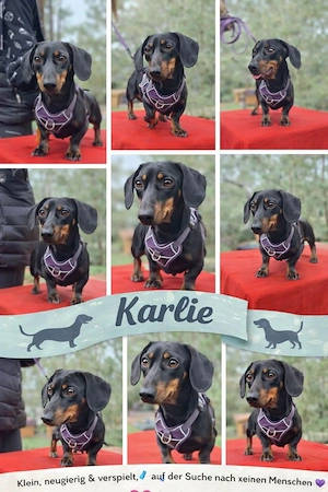     Karlie sucht ein Körbchen    