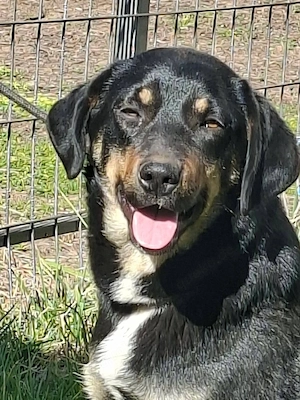   Xenia sucht ein Zuhause  