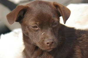     Happy sucht ihre Familie    