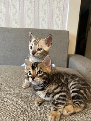 Bengal Kitten