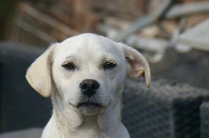     Viktor sucht ein Körbchen    