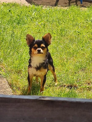  Chihuahua langhaar Rüde
